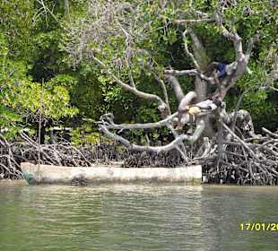 Mangrovenfahrt auf dem Mida Creek
