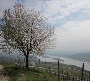 Osteinscher Landschaftspark Weinberge