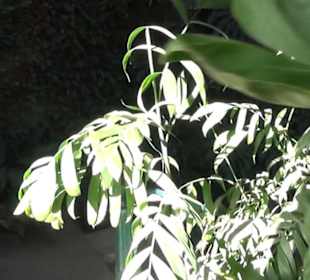 Real Jardín Botánico de Madrid