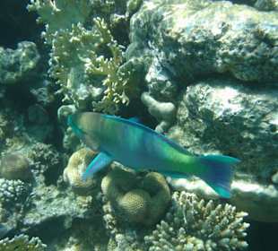 Papageienfisch am Korallenriff