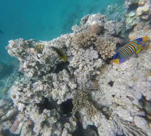 Schnorcheln Makadi Bay