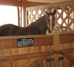 Eines der vielen Pferde