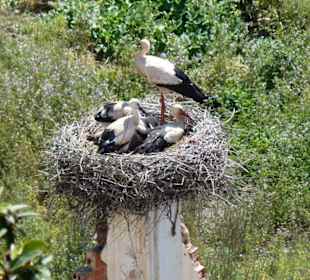 Blick con der Mauer auf die Storchenfamilie