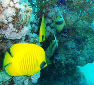 Zitronenfisch