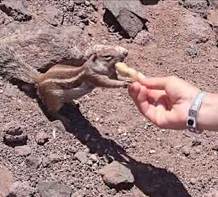 Unten vor Dem Strand, überall Streifenhörnchen