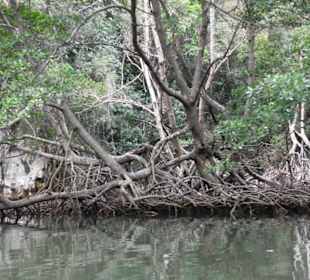 Naturpark Los Haitises - Mangroven