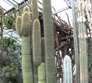 Unteres Kakteenhaus
