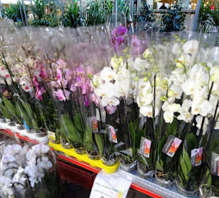 Der Bremer Blumenmarkt im Herbst