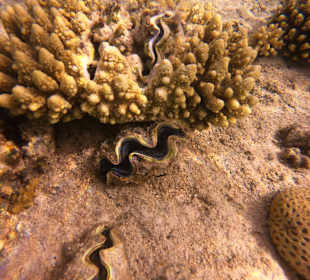 Schnorcheln Sharm el Sheikh