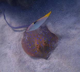 Šnorchlování na Abu Dabab