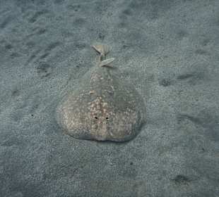 Tierwelt unter Wasser