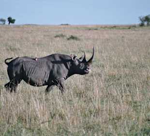 Das letzte Nashorn in der Masai Mara