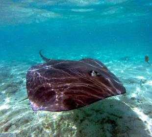 Schnorcheln mit Rochen und Haien