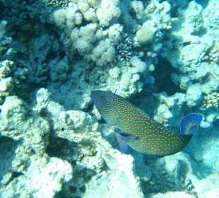 Šnorchlování na domovském útesu