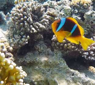 Korallengarten mit Clownfisch