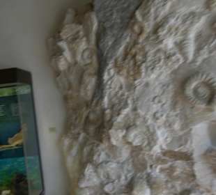 Museum Badhaus Kloster Blaubeuren