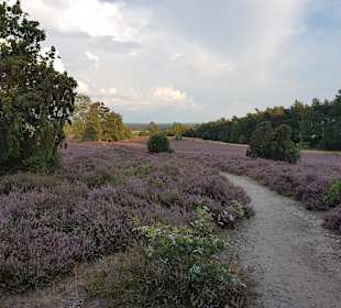 Misselhorner Heide