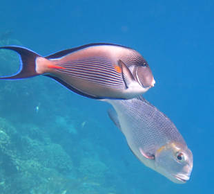 Schnorcheln Marsa Alam