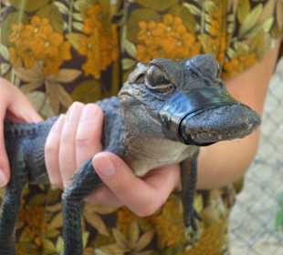 Fotosession nach der Alligatorshow
