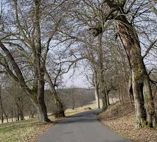 Herrlich alte Allee