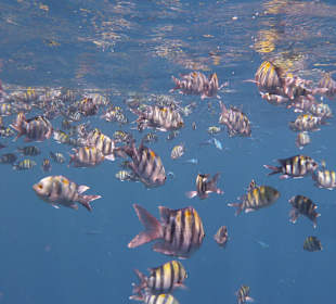 Sergants beim Schnorcheln