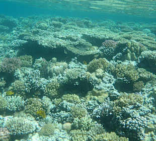 Am Hausriff direkt vor dem Hotel