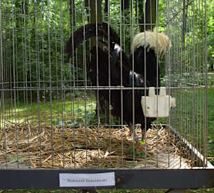 Hahnaustellung im Park