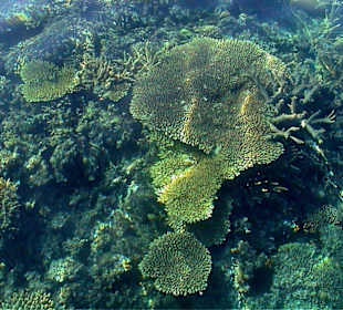 Korallen & Schwämme