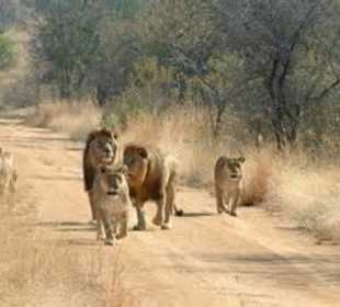 Serengeti lions