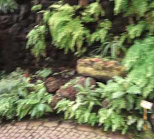 Farnhaus -  Alter Botanischer Garten