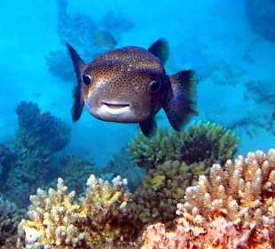 Позитивная рыбка - Hotel Tropitel Sahl Hasheesh