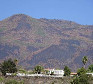 Vom Waldbrand gezeichnet