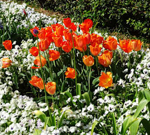 Spaziergang durch den Berggarten Hannover