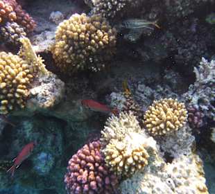 Schnorcheln Soma Bay 