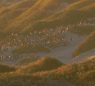Unser erster Blick auf die Pinguin Kolonie