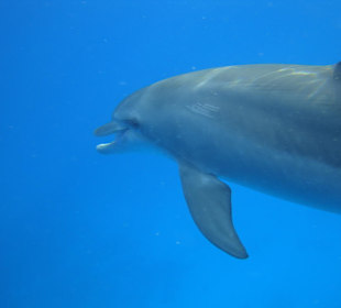 Schnorcheln mit Delfinen