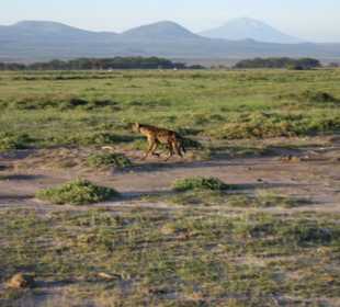 Hyäne in Amboseli