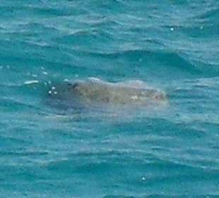 Wasserschildkröte-Marsa Mubarak