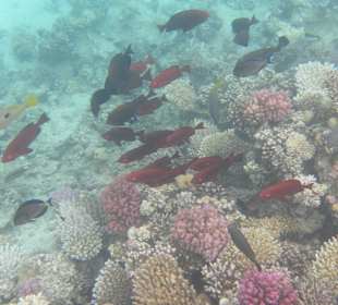 Рыбы Макади