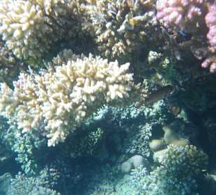 Schnorcheln Hurghada