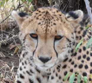 Gepard in Maasai Mara