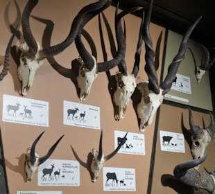 Rundgang durch das Zoologische Museum