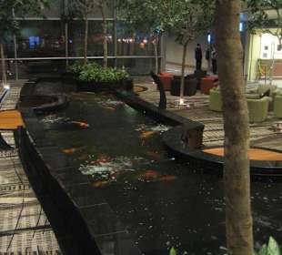 Koi Pond