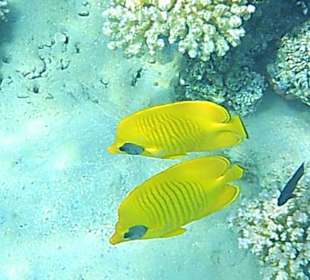 Schnorcheln Makadi Bay