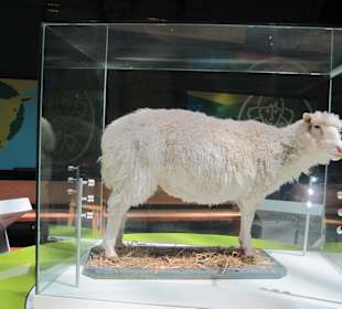 Dolly erstes Klonschaf
