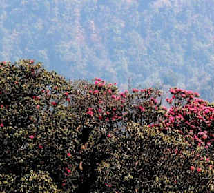 Bäume in voller Blüte