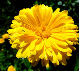 Rundgang durch den Botanischen Garten Oldenburg