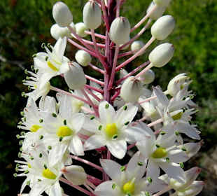 Blüte am Wegesrand
