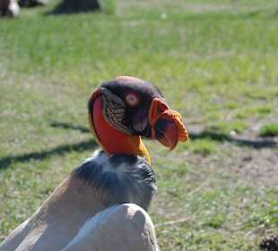 Königsgeier