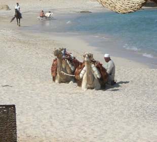 Kamele zum Freizeitspass